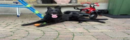 German Shepherd dogs for sale: STUNNING 1-YEAR-OLD BLACK GERMAN SHEPHERD MALE in London - Advert 6