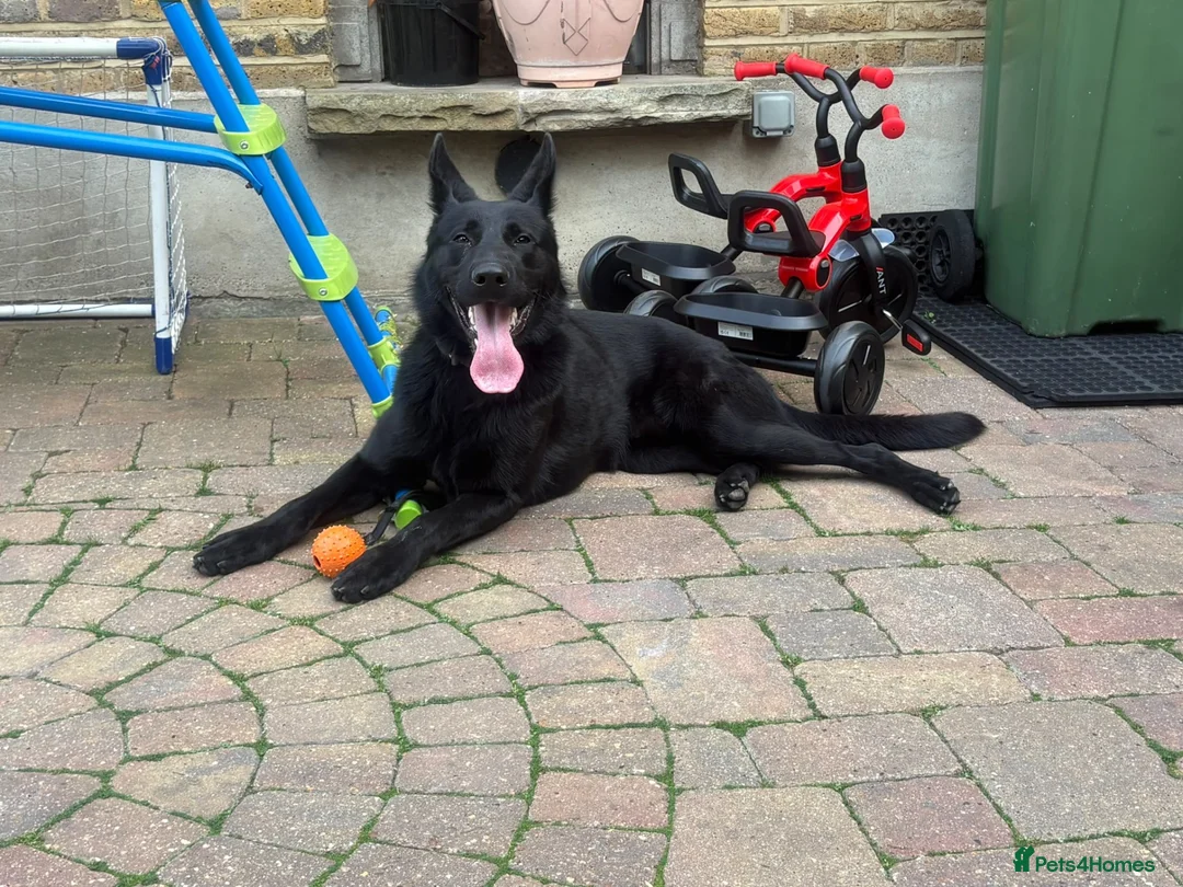 German Shepherd dogs for sale: STUNNING 1-YEAR-OLD BLACK GERMAN SHEPHERD MALE in London - Advert 6