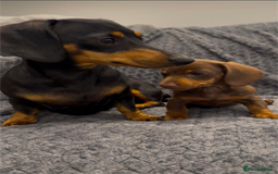 Dachshund dogs for sale: 15 weeks old female  - Image 6