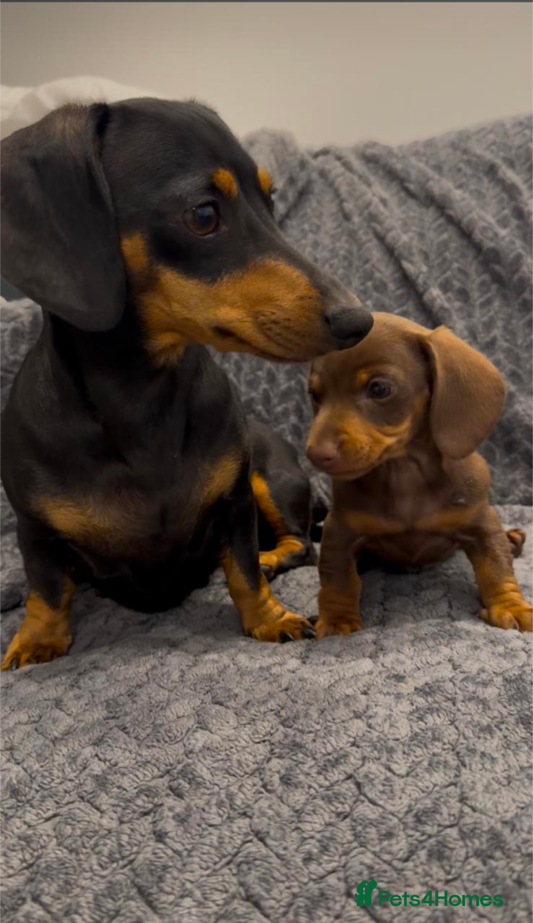 Dachshund dogs for sale: 15 weeks old female  - Image 6