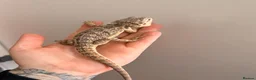 Bearded Dragon reptiles for sale: Gorgeous baby bearded dragons - Advert 3