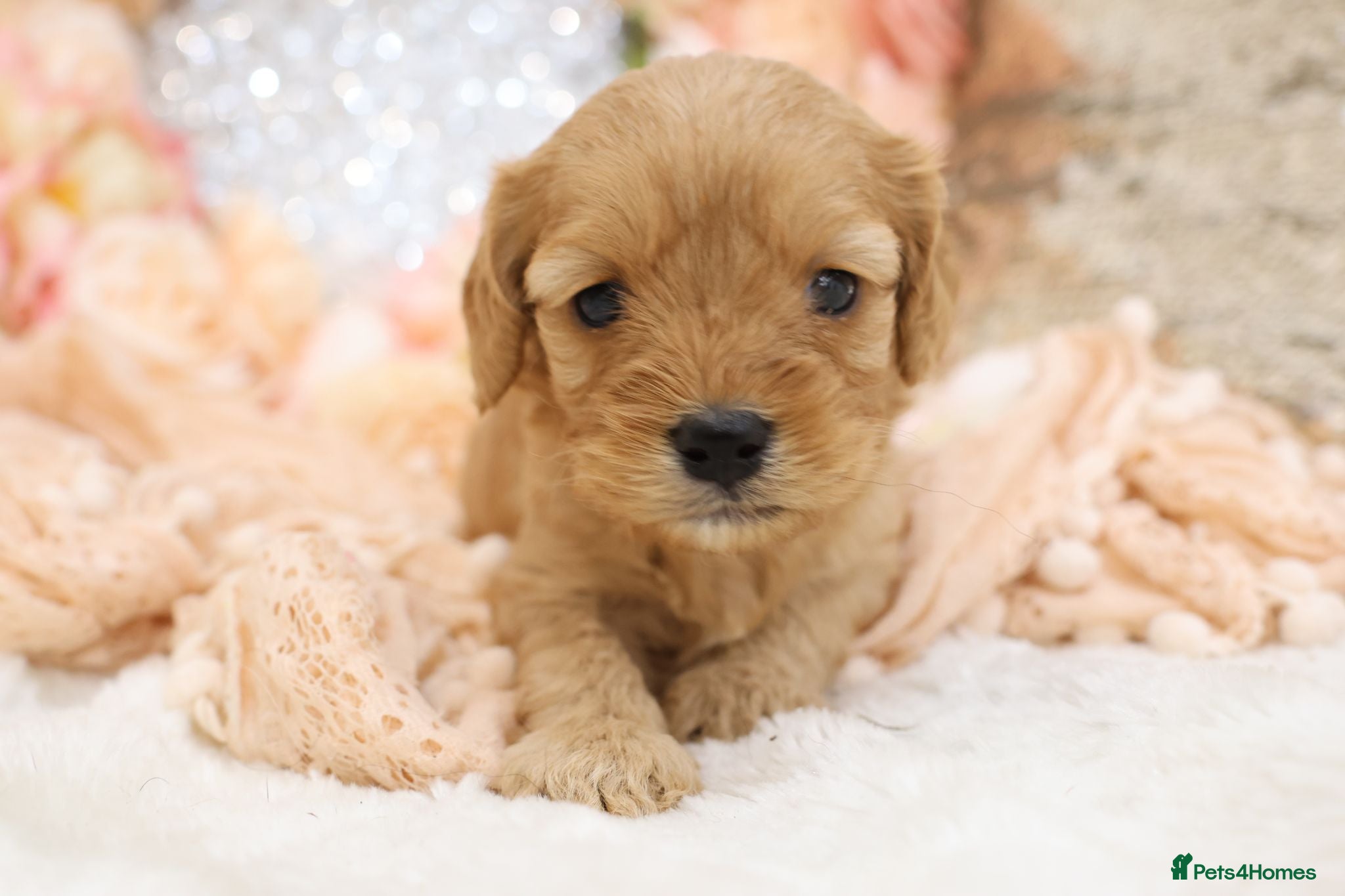 Cavapoo dogs *Health tested* F1 Cavapoos - Advert 9