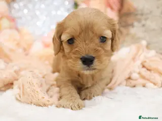 Cavapoo dogs *Health tested* F1 Cavapoos - Advert 9