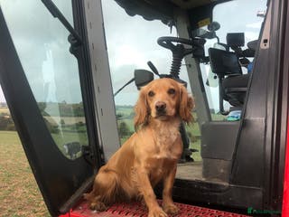 Cocker Spaniel dogs KC reg Working Chocolate Cocker spaniel puppy - Advert 1