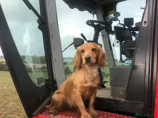 Cocker Spaniel dogs KC reg Working Chocolate Cocker spaniel puppy - Advert 18