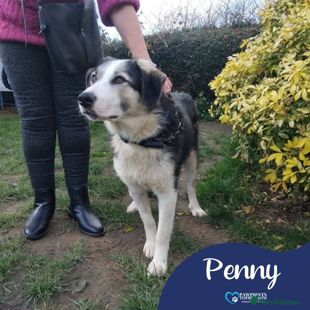Mixed Breed dogs Meet Penny, currently residing in West Midlands  - Advert 1