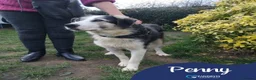 Mixed Breed dogs for adoption: Meet Penny, currently residing in West Midlands  in Halesowen - Advert 1