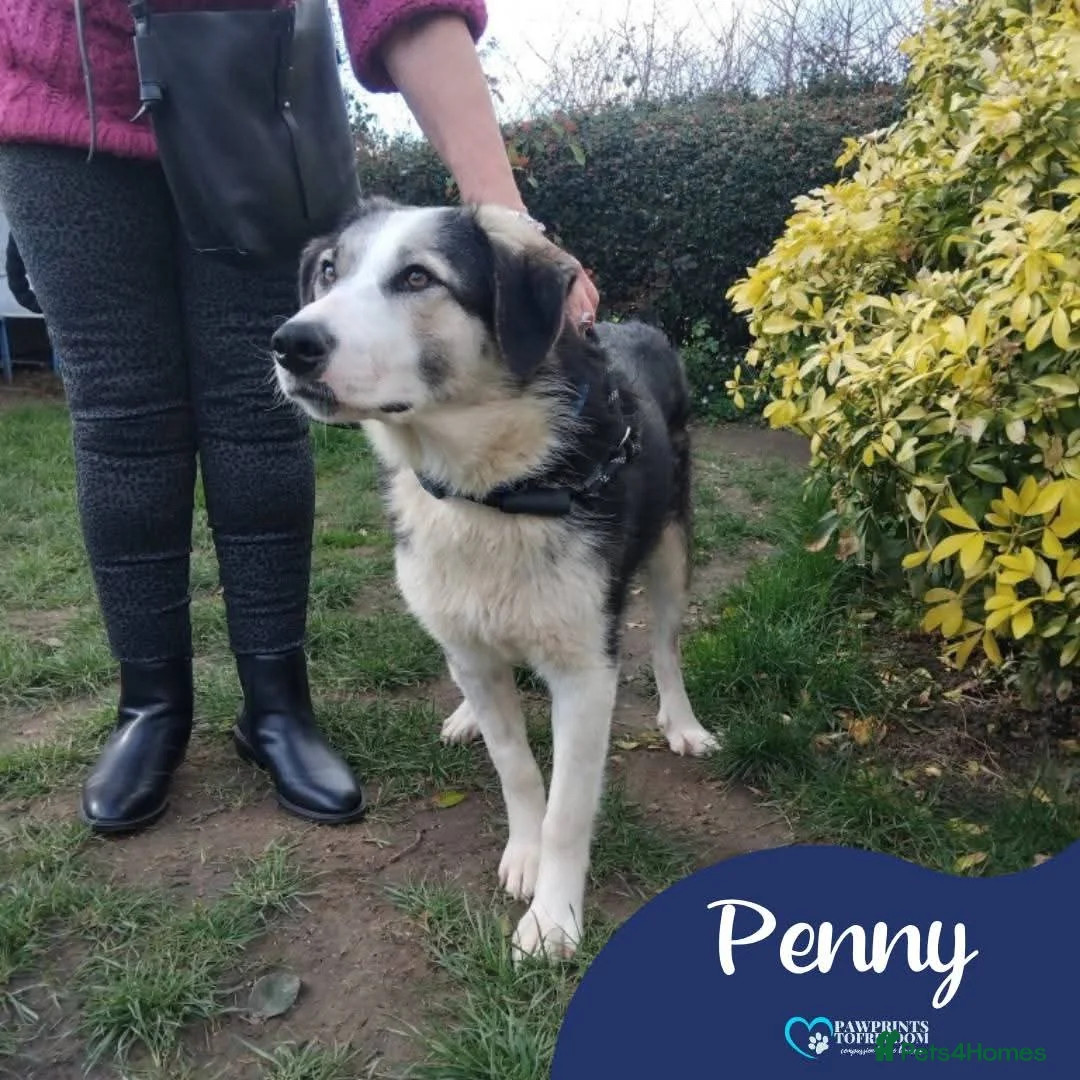 Mixed Breed dogs for adoption: Meet Penny, currently residing in West Midlands  in Halesowen - Advert 1