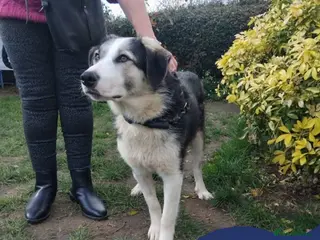 Mixed Breed dogs Meet Penny, currently residing in West Midlands - Advert 1