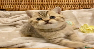 British Shorthair cats - Advert 15