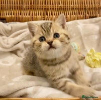 British Shorthair cats - Advert 15