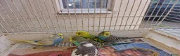 Budgerigars birds for sale: Super hand tamed baby budgies  - Advert 8