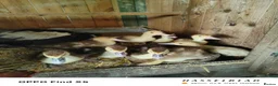Ducks poultry for sale: Muscovy ducklings  - Advert 5