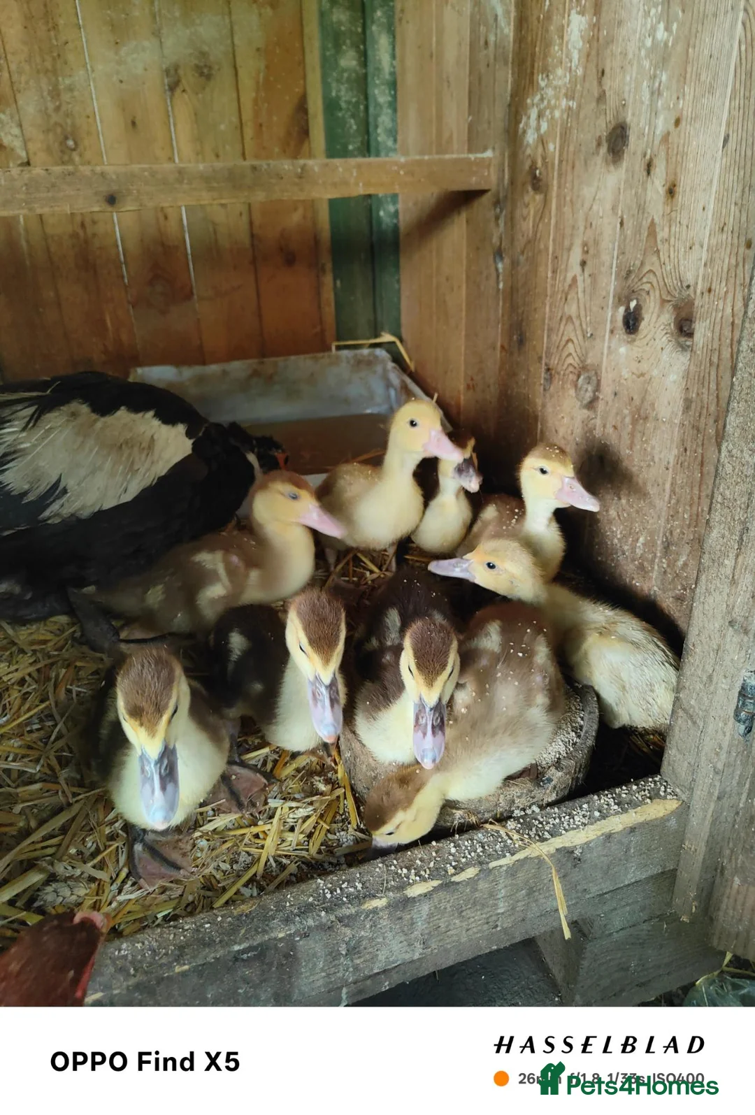 Ducks poultry for sale: Muscovy ducklings  - Advert 5