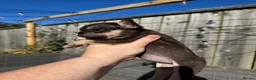 French Bulldog dogs for sale: HEALTH TESTED QUALITY FRENCH BULLDOG PUPPIES - Advert 25