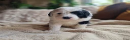 Sheepadoodle dogs for sale: Ultimate Pedigree F1 Sheepadoodles  - Advert 15