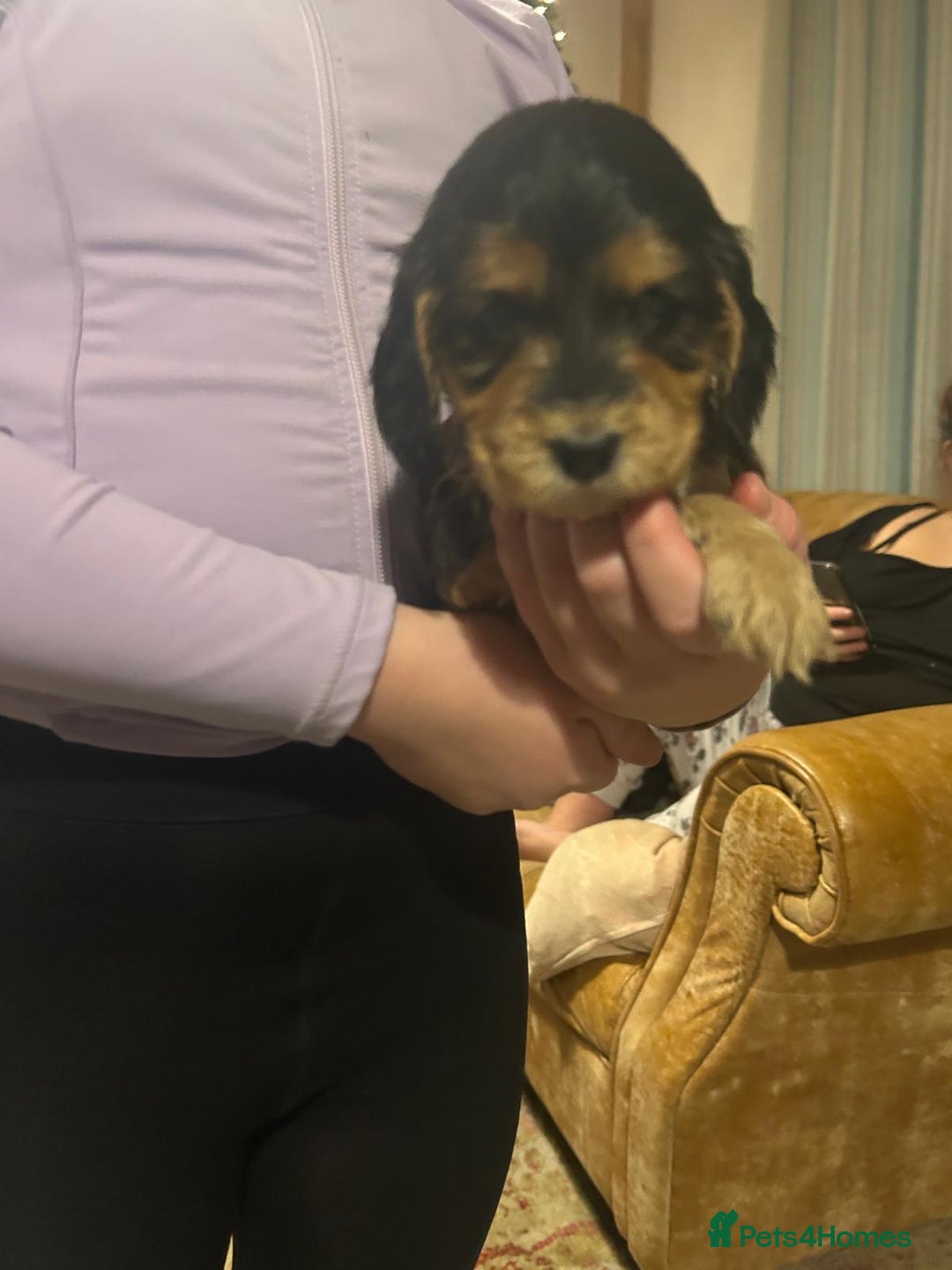 Cocker Spaniel dogs for sale: Princess cockers for sale  - Advert 12