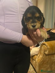 Cocker Spaniel Puppy 4