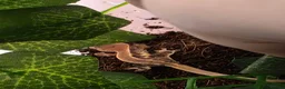 Gecko reptiles for sale: Baby crested gecko - Advert 2