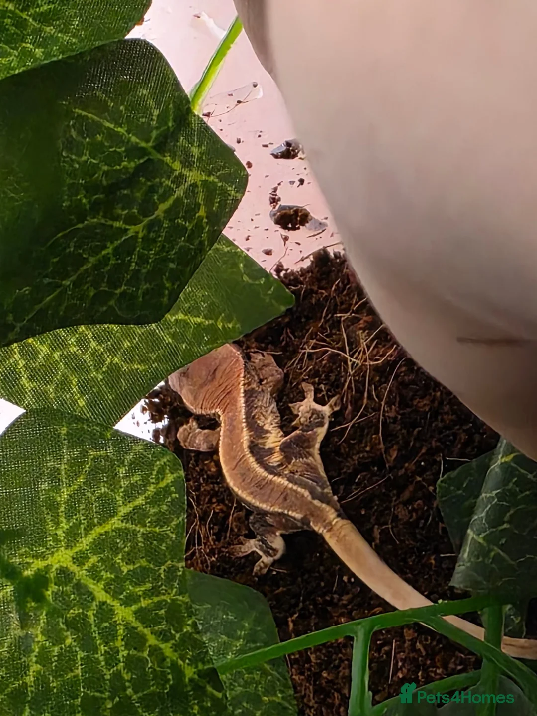 Gecko reptiles for sale: Baby crested gecko - Advert 2