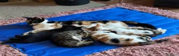 Mixed Breed cats for sale: Stunning kittens available now - Advert 30