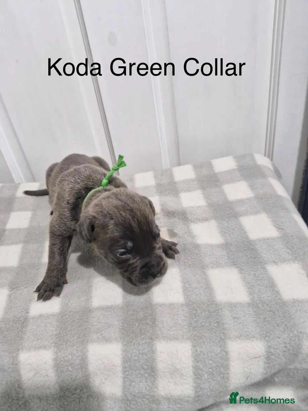Cane Corso dogs for sale: 10 beautiful Cane Corso puppies - Advert 10