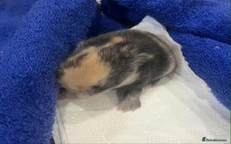 Mini Lop rabbits for sale: Gorgeous mini lop babies - Image 2
