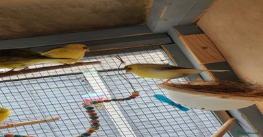 Canaries birds - Advert 6