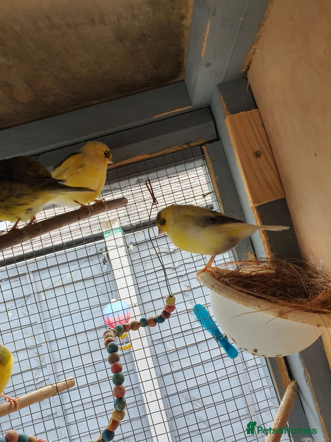Canaries birds for sale: Canaries  - Image 2