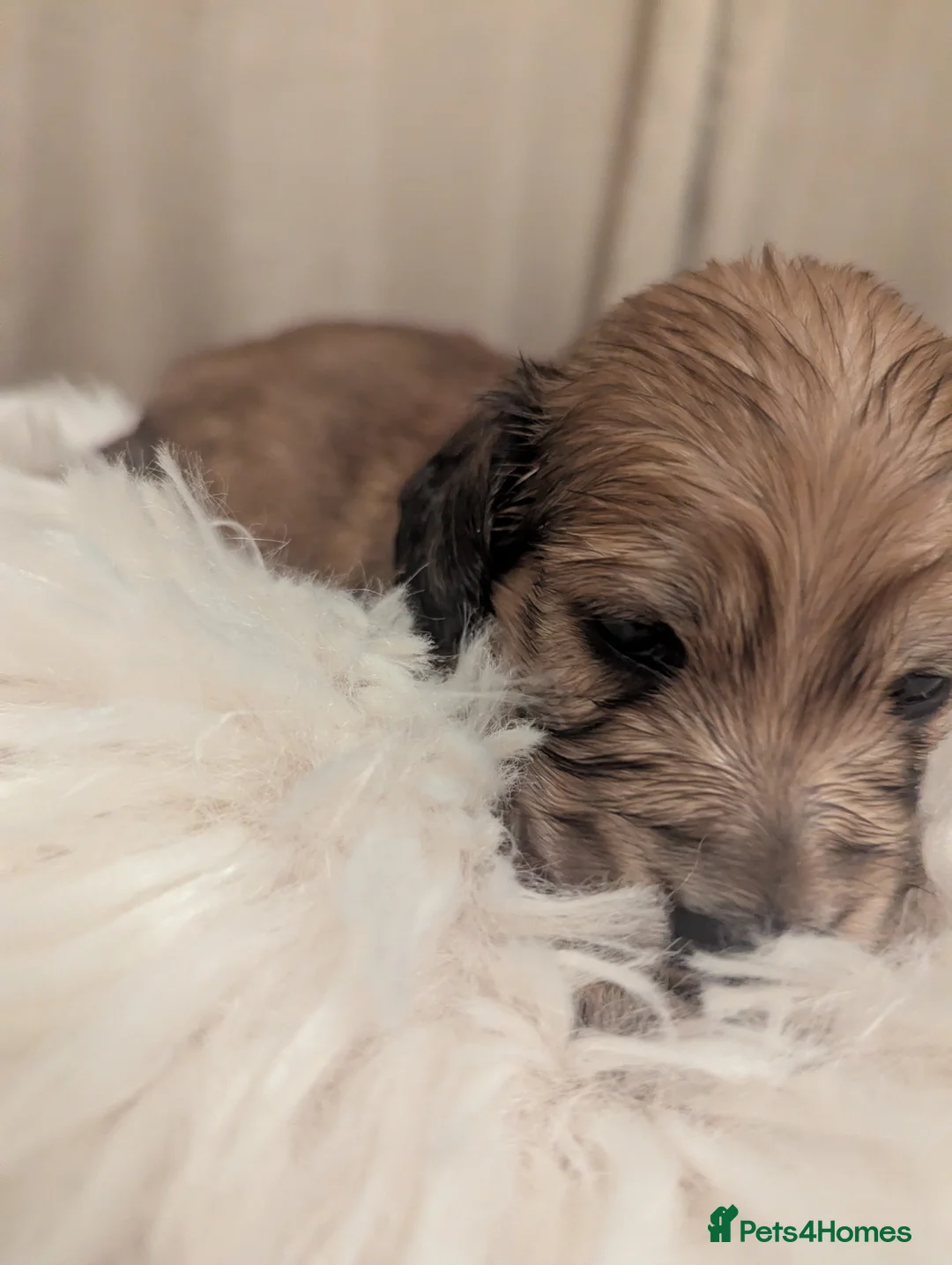 Miniature Dachshund dogs for sale: Last 2 available Long haired miniature dachshunds  - Advert 14