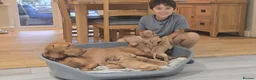 Hungarian Vizsla dogs for sale: Beautiful Hungarian Vizsla Puppies 4 Girls 2 Boys - Advert 16