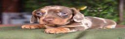 Miniature Dachshund dogs for sale: Pedigree miniature dachshund  - Advert 19