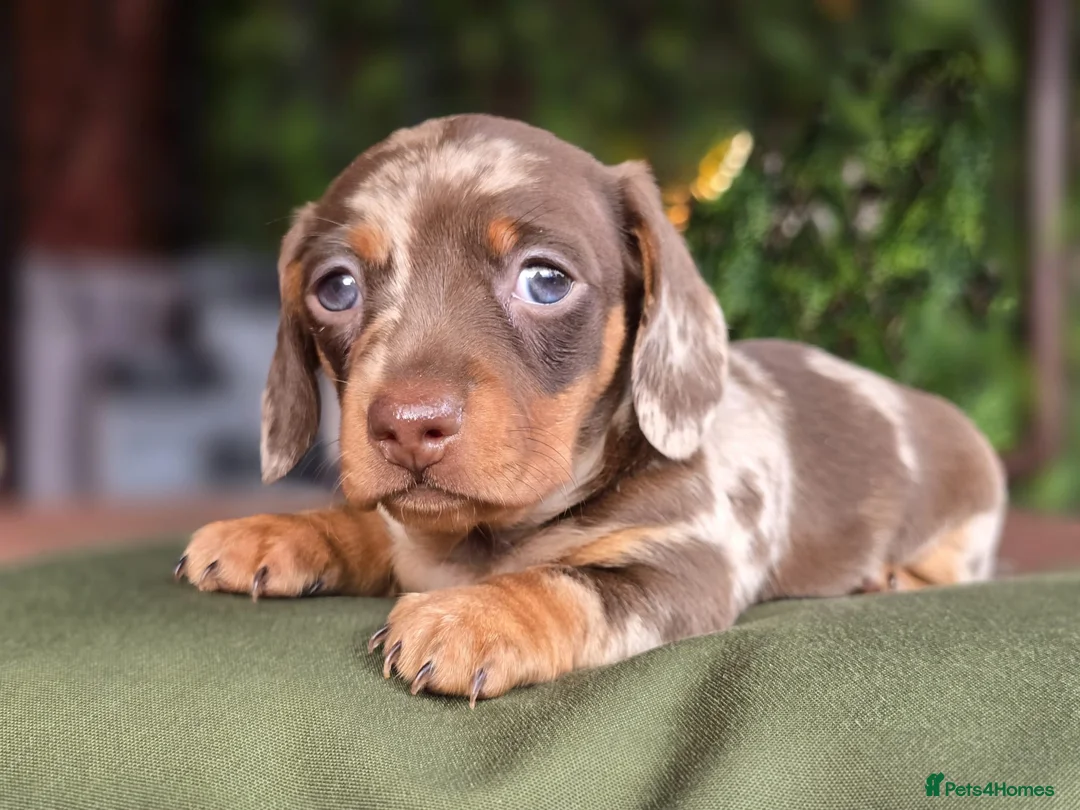 Miniature Dachshund dogs for sale: Pedigree miniature dachshund  - Advert 19