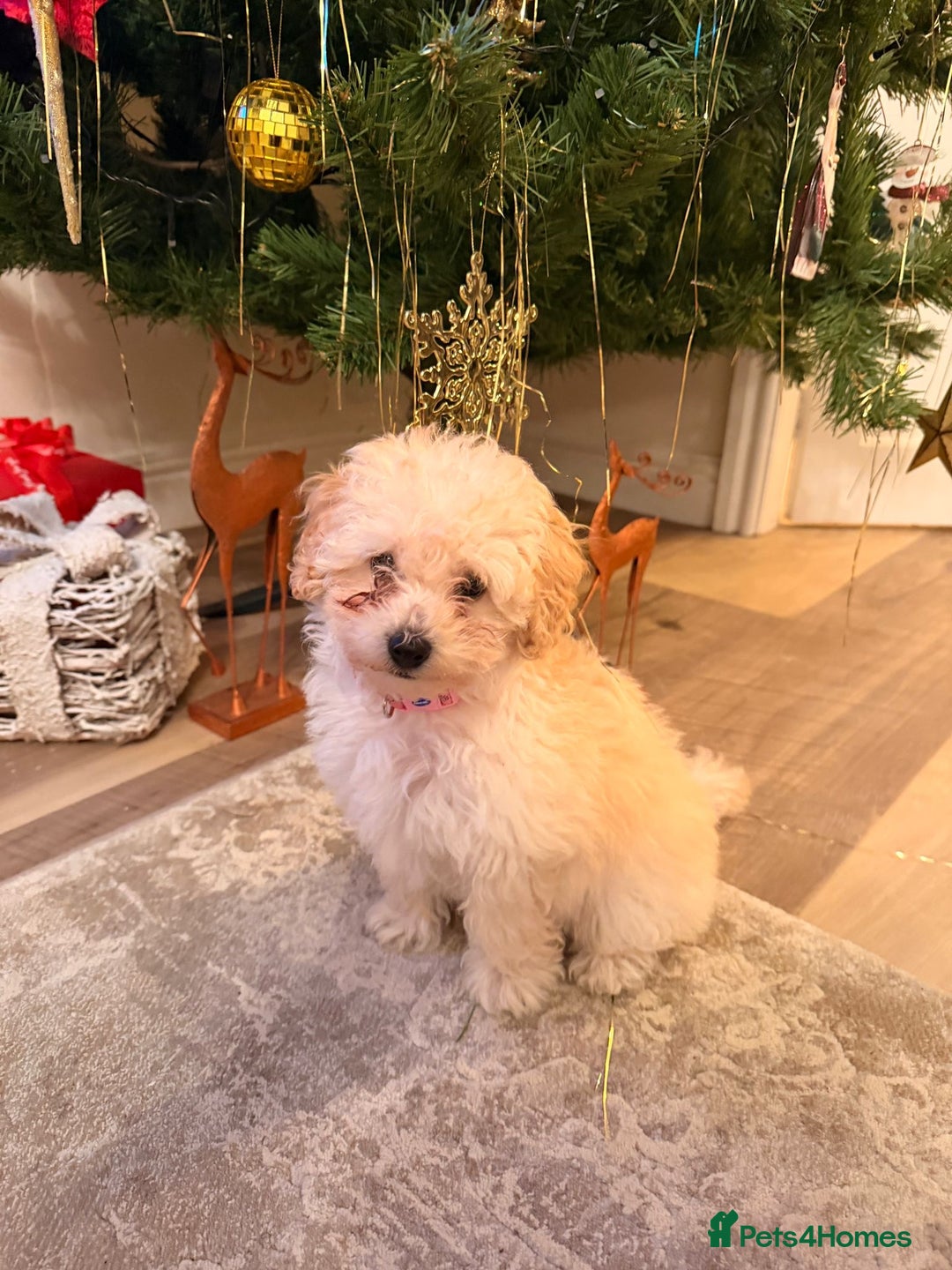 Maltipoo dogs for sale: [Rehome] 11 Week Old Maltipoo Puppy - Advert 3