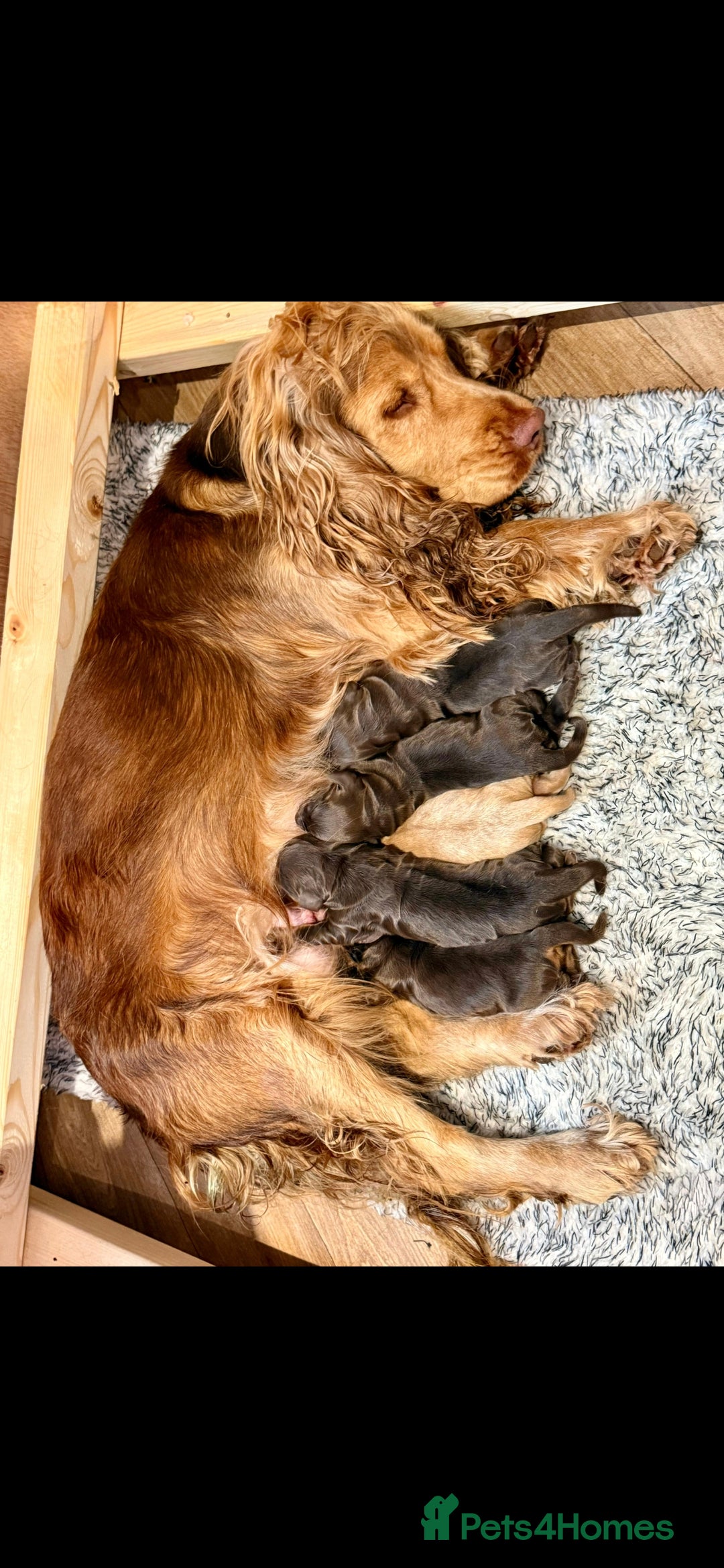 Cocker Spaniel dogs for sale: Top Quality KC Registered Show Cocker Spaniels - Image 1