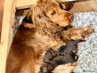 Cocker Spaniel dogs - Advert 33