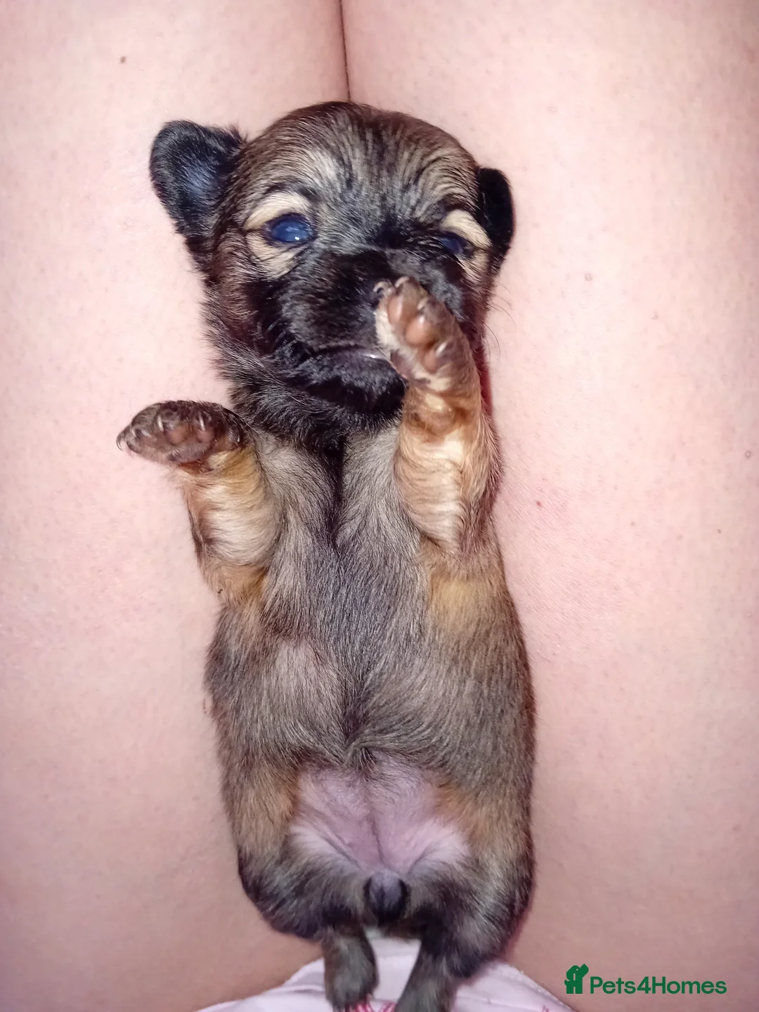 Chihuahua dogs for sale: Beautiful Girl in Leamington Spa - Advert 3