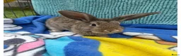 Mini Lop rabbits for sale: 3 calm lops for sale need gone urgently ready now - Advert 6