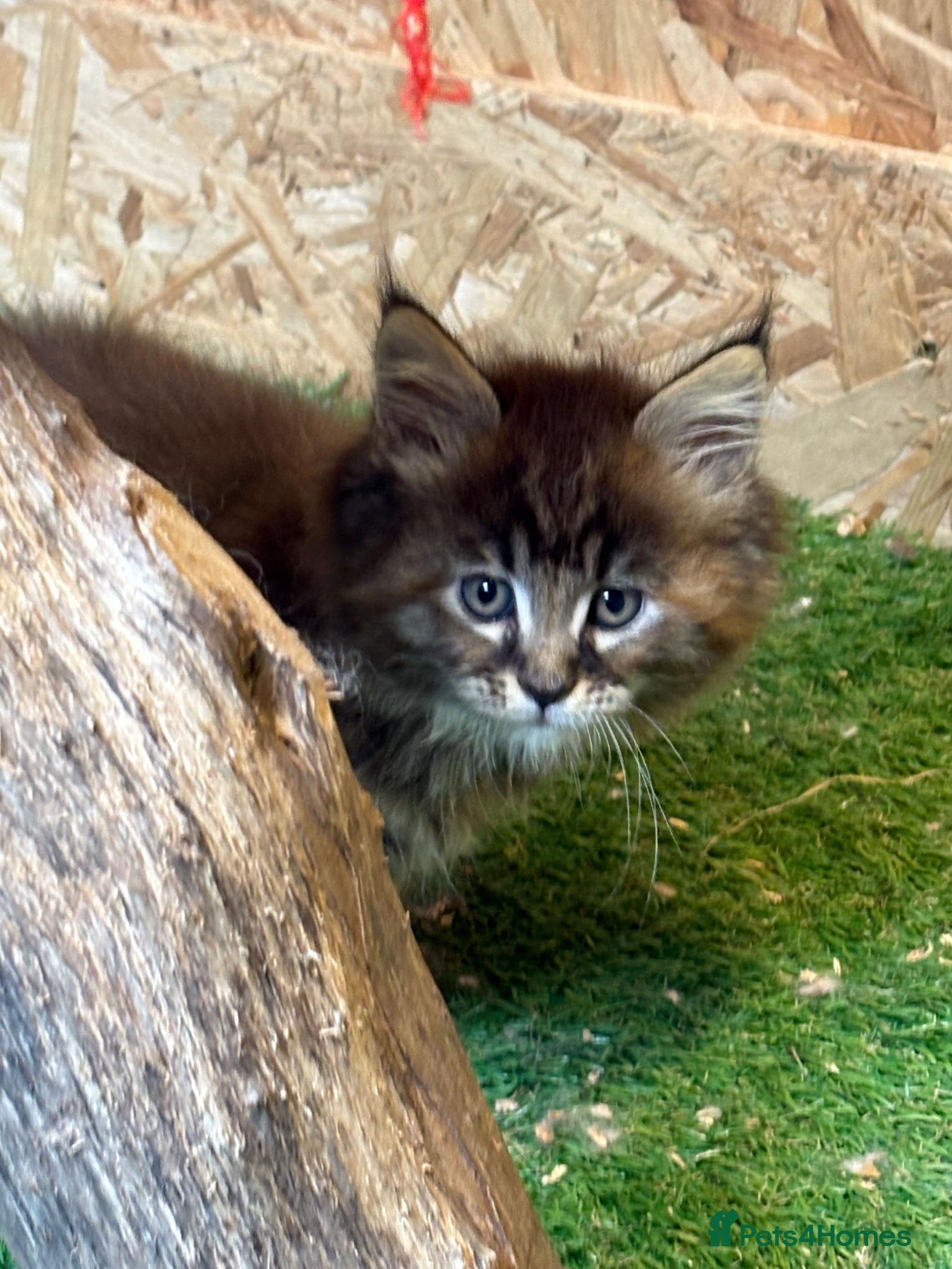 Maine Coon cats for sale: Main coon kittens  - Advert 4