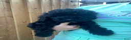 Cockapoo dogs for sale: 7 Beautiful F1 Cockapoo Puppies  - Advert 3
