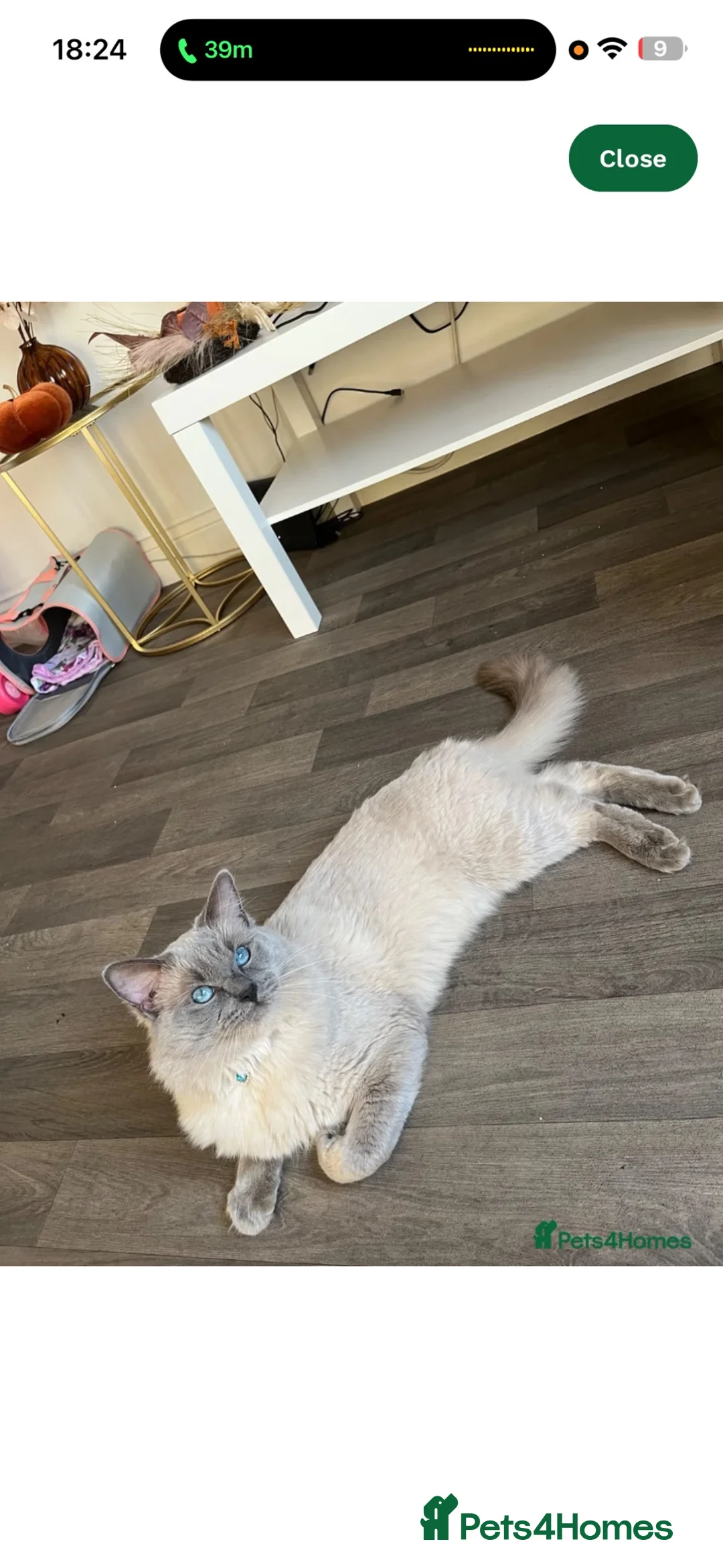 Ragdoll cats for sale: Male and female  - Advert 3
