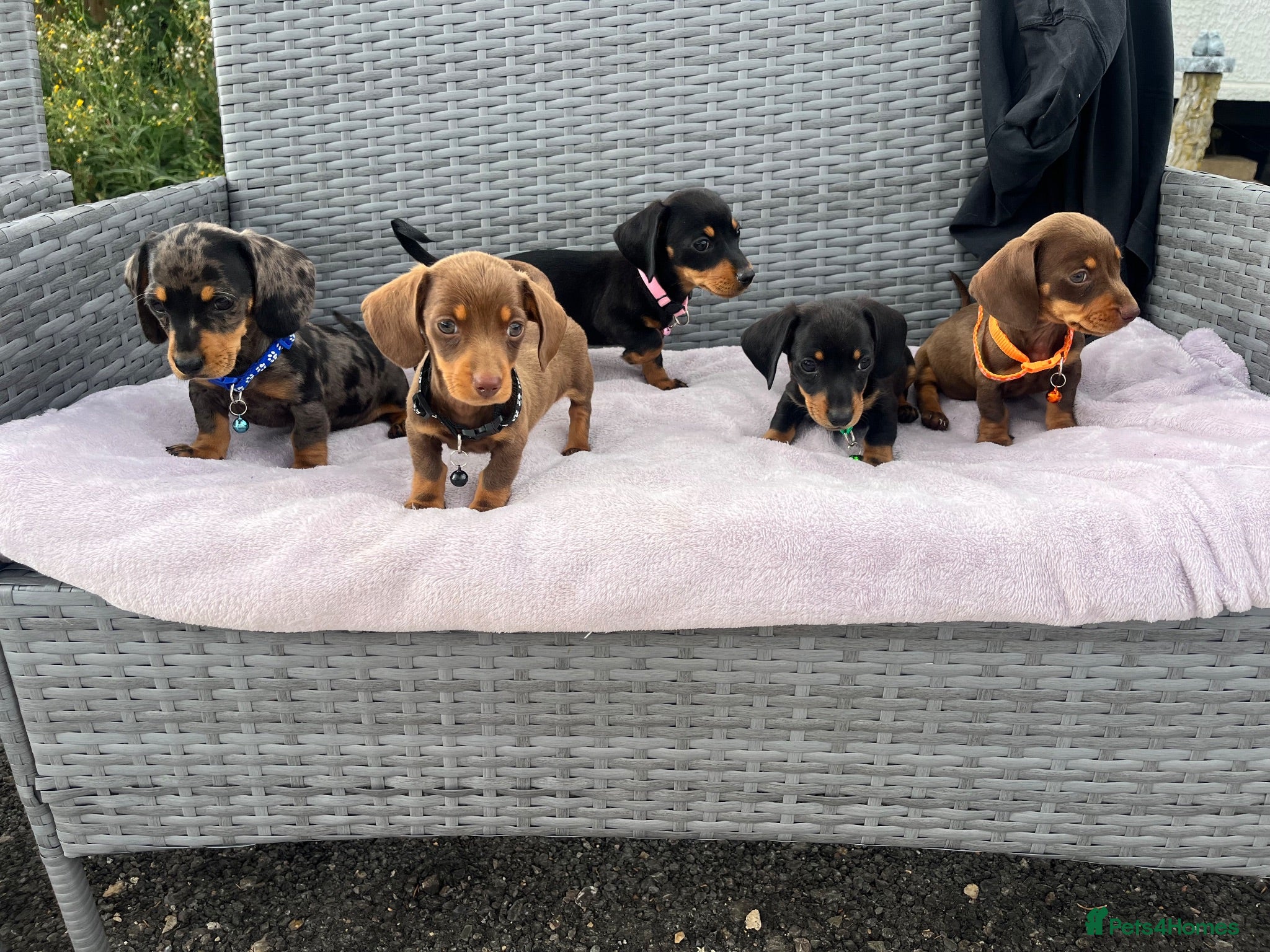 Miniature Dachshund dogs Miniature Dachshund  - Advert 1
