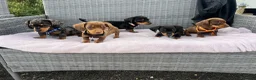 Miniature Dachshund dogs for sale: Miniature Dachshund  - Advert 1