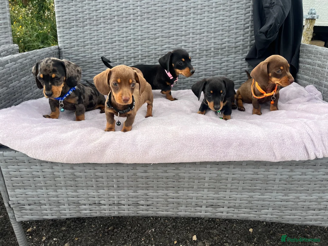 Miniature Dachshund dogs for sale: Miniature Dachshund  - Advert 1