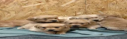 Golden Retriever dogs for sale: Stunning KC Golden Retriever Pups READY NOW - Advert 13