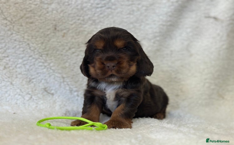 Cocker Spaniel dogs - Advert 3