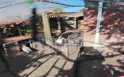 Ducks poultry for sale: White Indian Runner Male Duck - Image 9