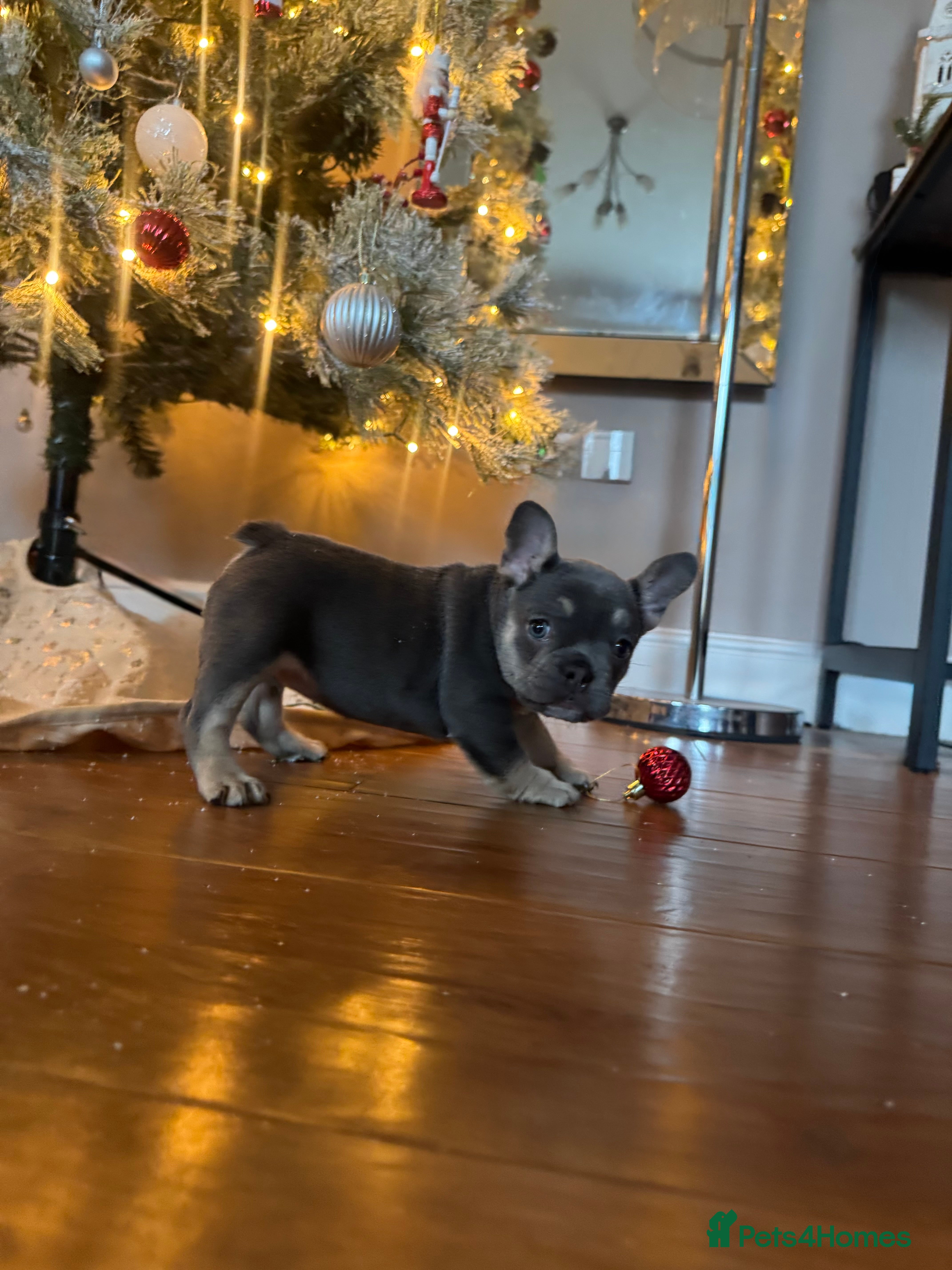 French Bulldog dogs One Female French bulldog  - Advert 11