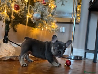 French Bulldog dogs One Female French bulldog - Advert 2