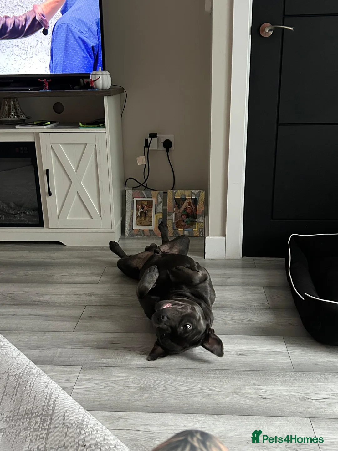Staffordshire Bull Terrier dogs for sale: Hulk  in Manchester - Advert 8